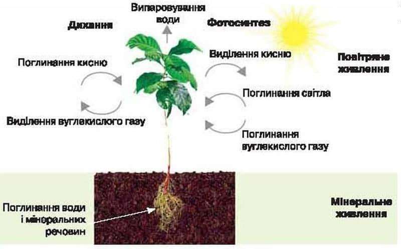  ОСНОВНІ ПРОЦЕСИ ЖИТТЄДІЯЛЬНОСТІ КВІТКОВОЇ РОСЛИНИ