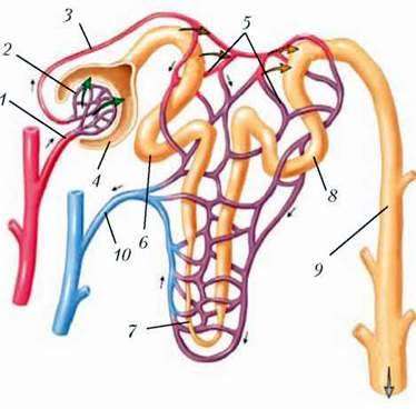  Будова нефрону. Утворення сечі